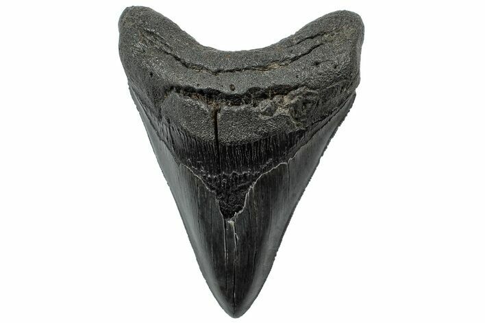 Serrated, Fossil Megalodon Tooth - South Carolina #307561